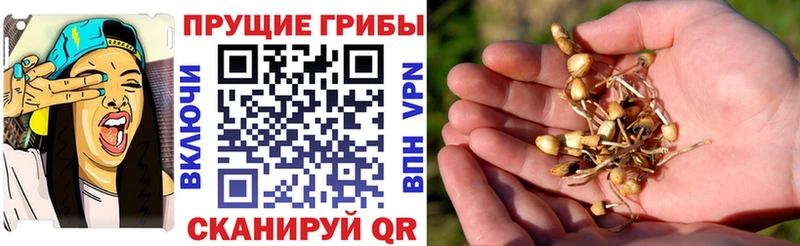 Псилоцибиновые грибы GOLDEN TEACHER  Купить где  Иноземцево 